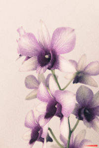 Orchid 7390